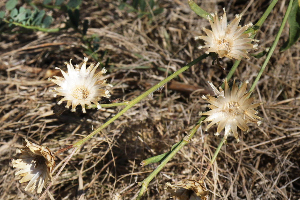 Изображение особи Centaurea adpressa.