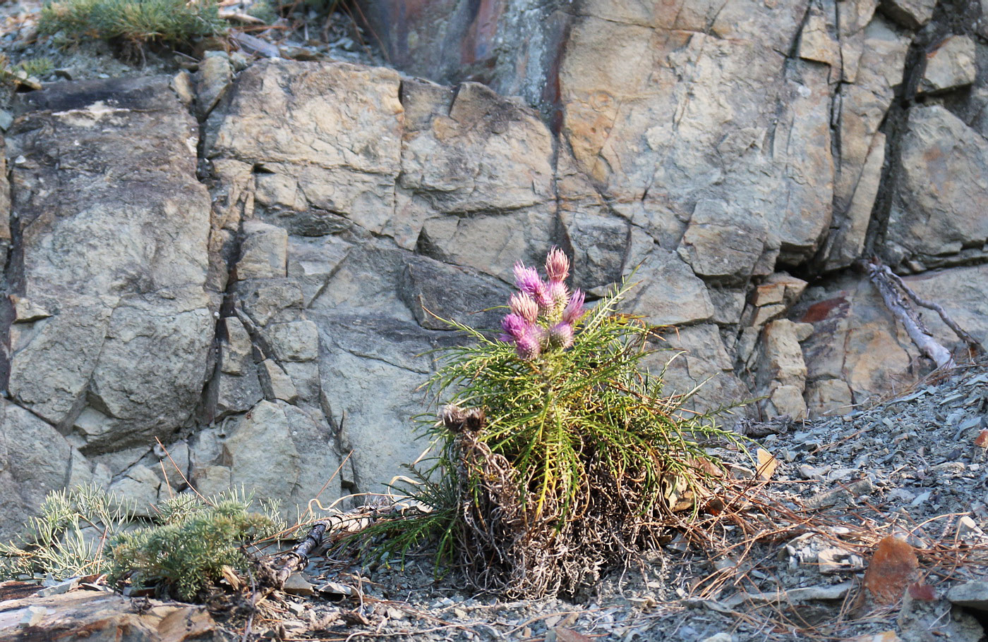 Image of Lamyra echinocephala specimen.