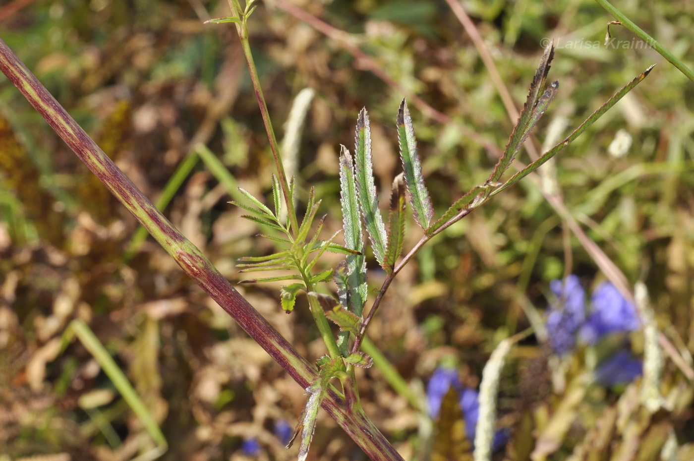 Image of Sanguisorba parviflora specimen.