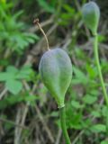 Erythronium sibiricum. Незрелый плод. Окр. Томска, опушка сосново-берёзового леса. 07.06.2010.