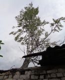 Betula pendula