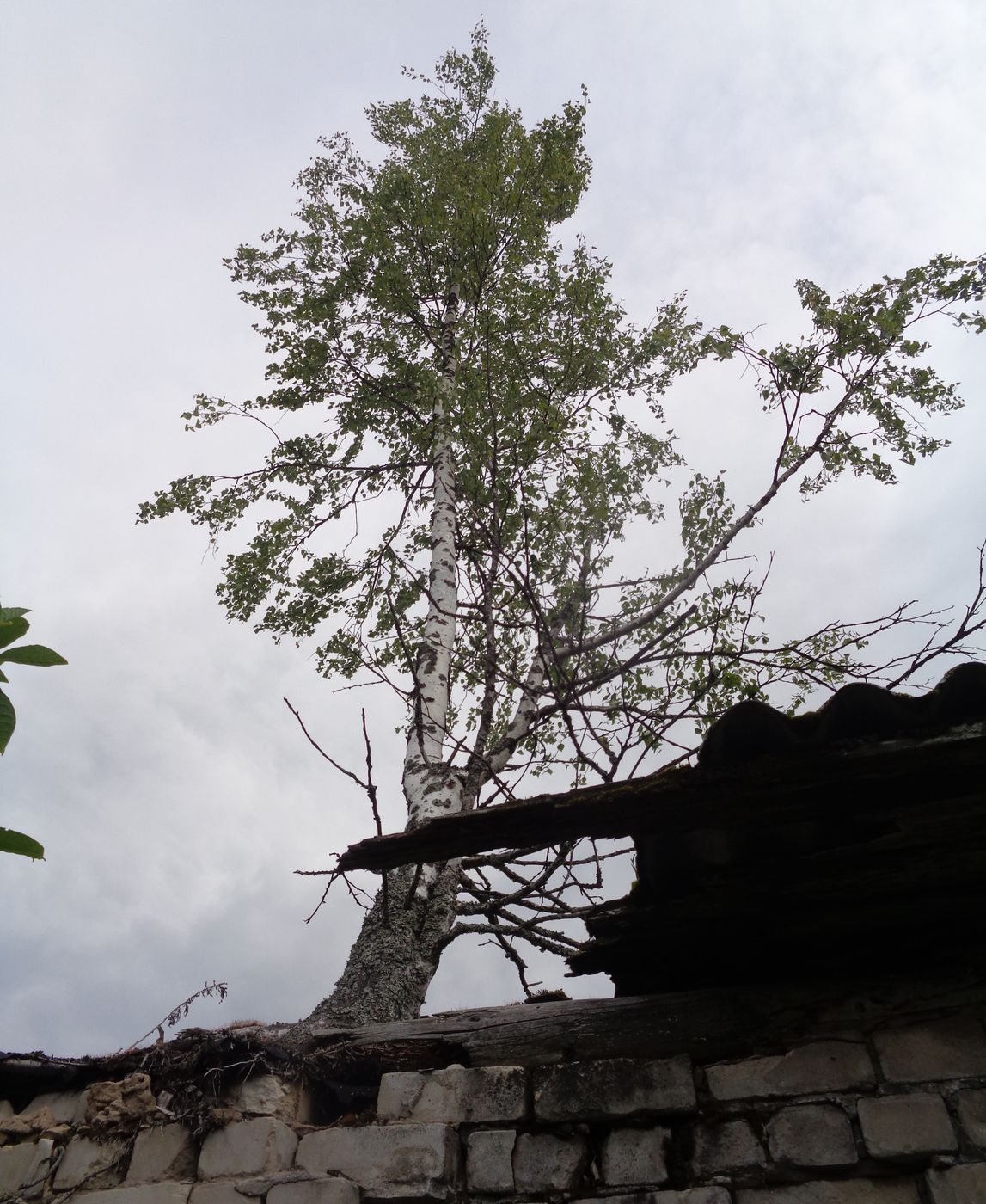 Изображение особи Betula pendula.