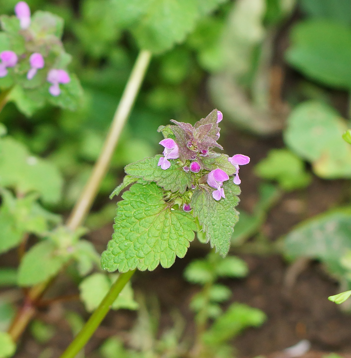 Изображение особи Lamium purpureum.