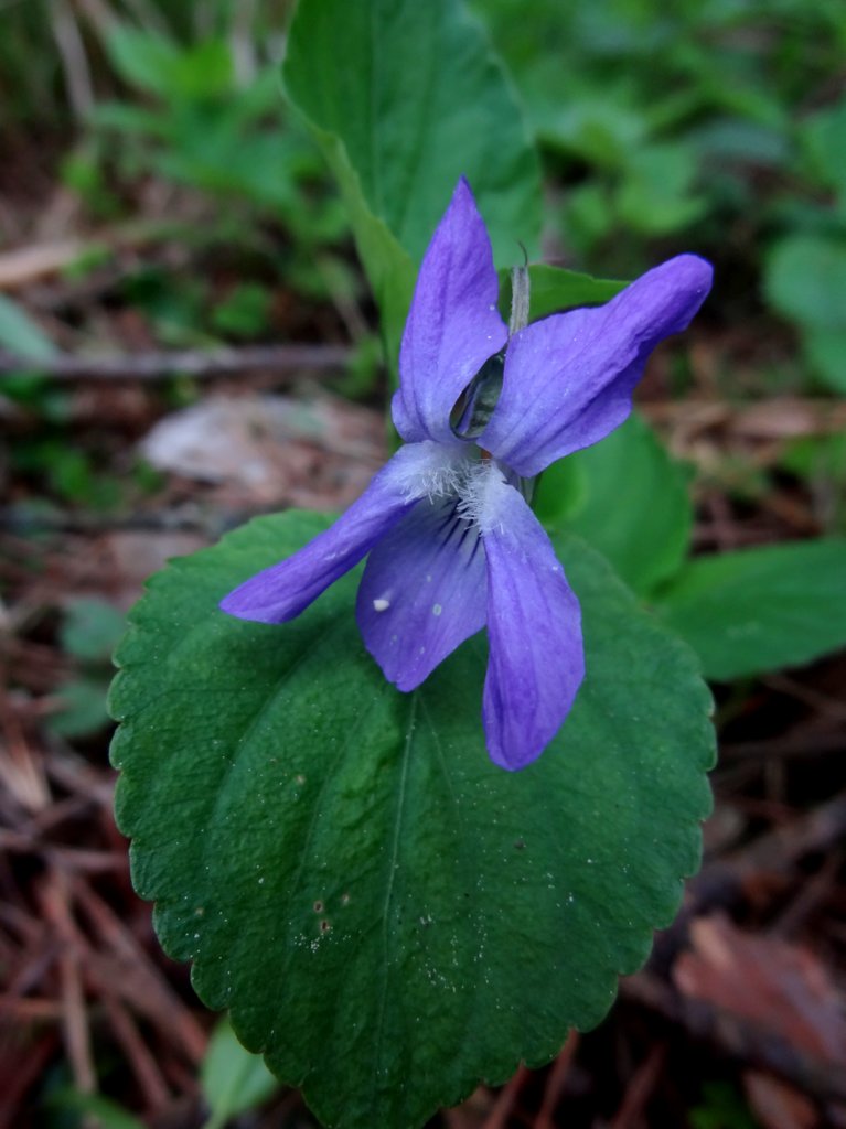 Image of Viola riviniana specimen.