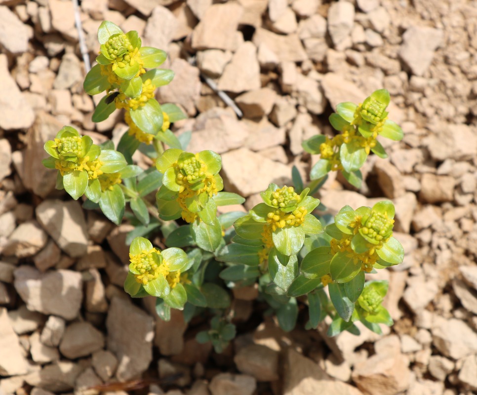 Image of Cruciata sevanensis specimen.