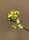 Sisymbrium altissimum. Боковое соцветие. Крым, Керченский п-ов, окр. с. Бондаренково, степь. 25 мая 2020 г.