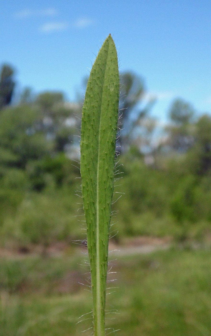 Image of genus Pilosella specimen.