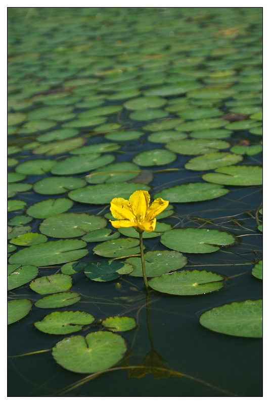 Image of Nymphoides peltata specimen.