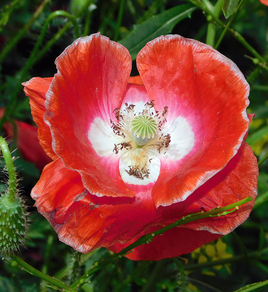 Изображение особи Papaver rhoeas.