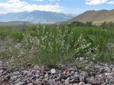 Astragalus pseudomacropterus