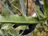 Cirsium arvense