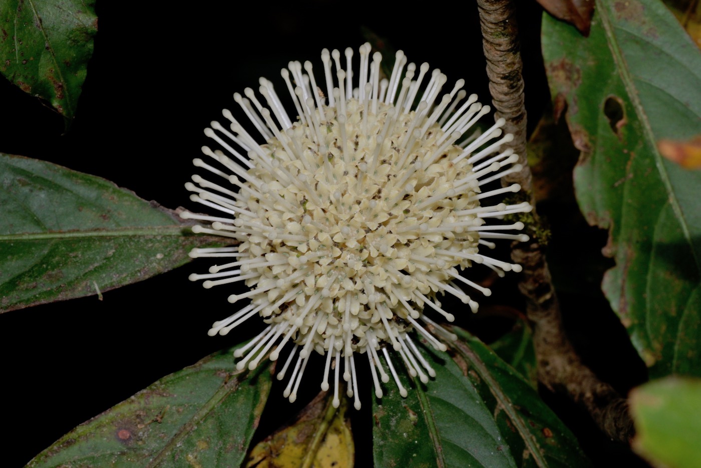 Image of Myrmeconauclea strigosa specimen.