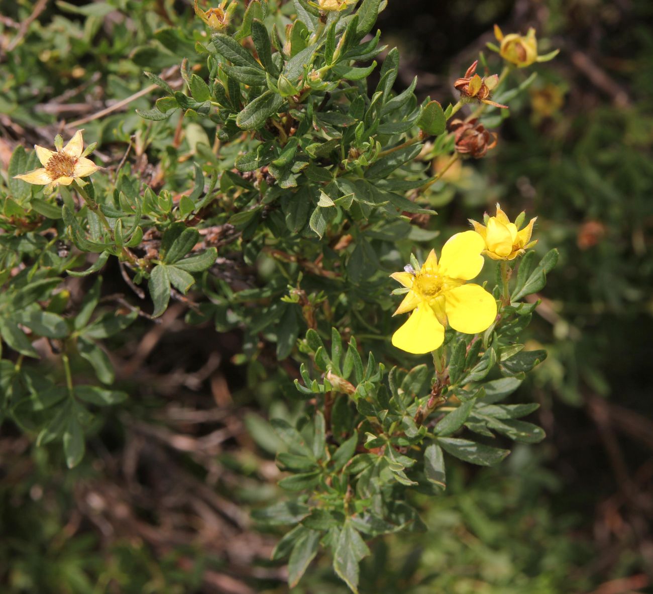 Image of Dasiphora fruticosa specimen.