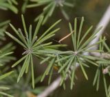 Asparagus subspecies purpureiensis