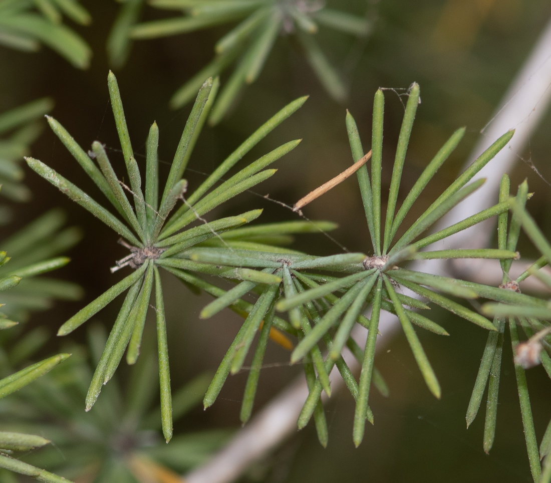 Изображение особи Asparagus nesiotes ssp. purpureiensis.