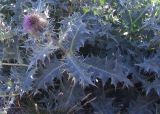 Cirsium cephalotes