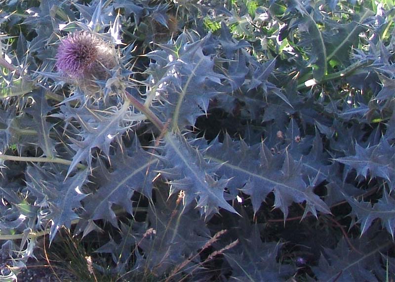 Image of Cirsium cephalotes specimen.