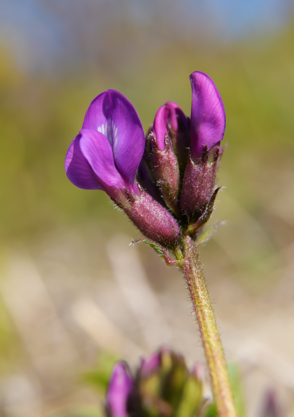 Image of Oxytropis karga specimen.