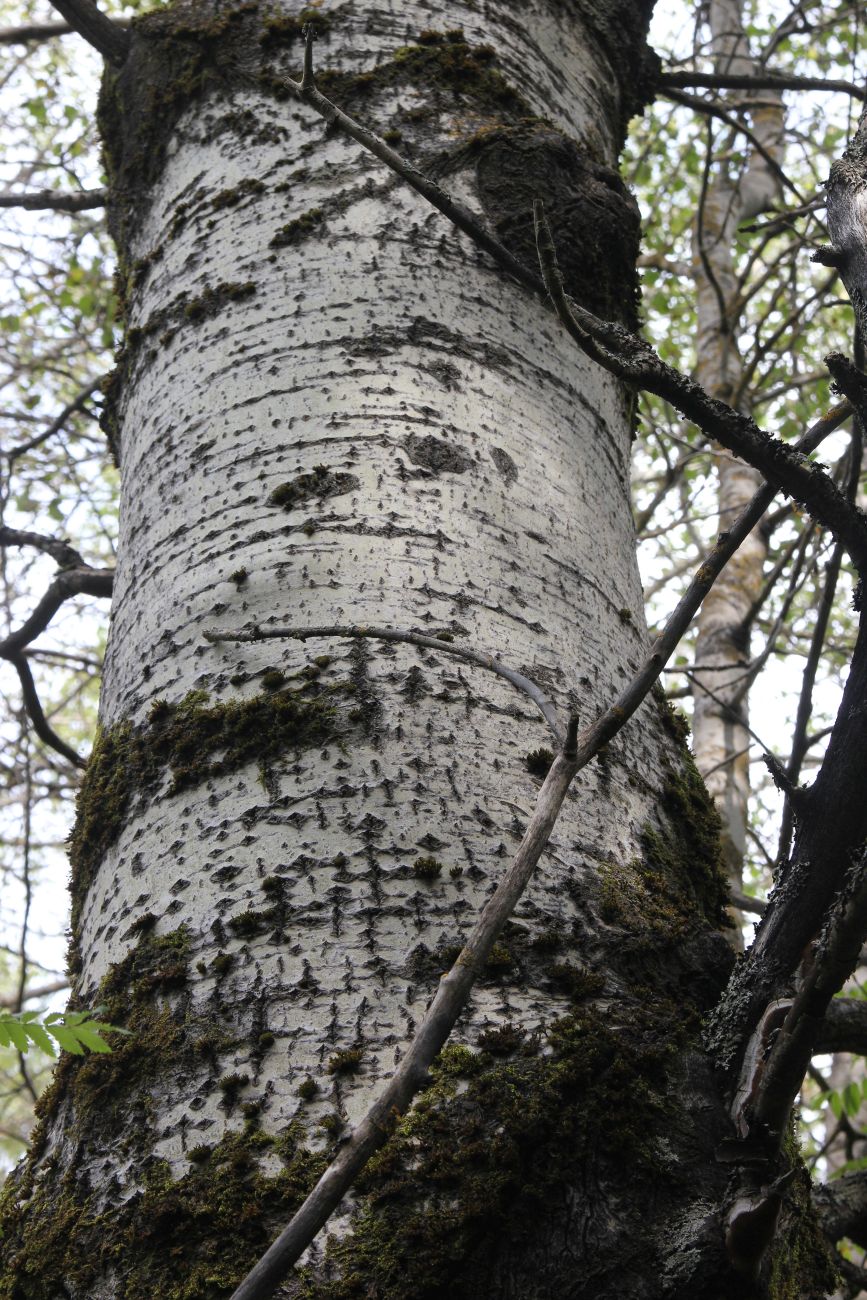 Image of Populus tremula specimen.