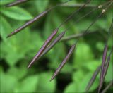 Image of taxon representative. Author is Виталий Гуменюк