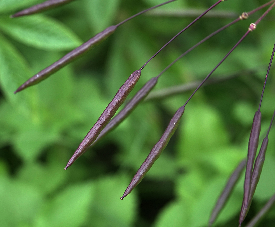 Image of Tarenaya hassleriana specimen.