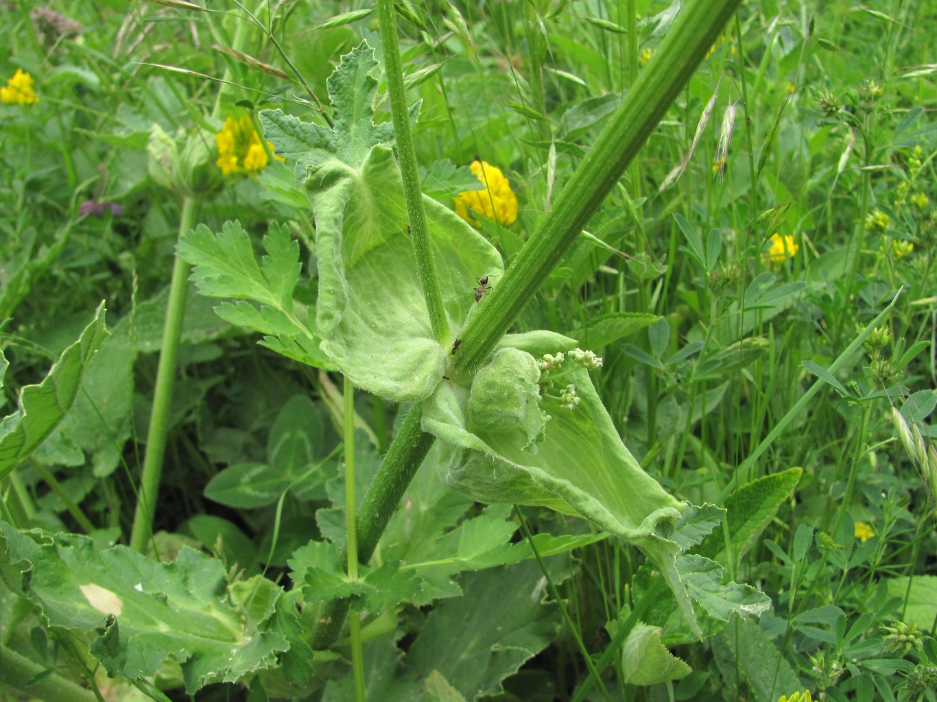 Image of Heracleum leskovii specimen.