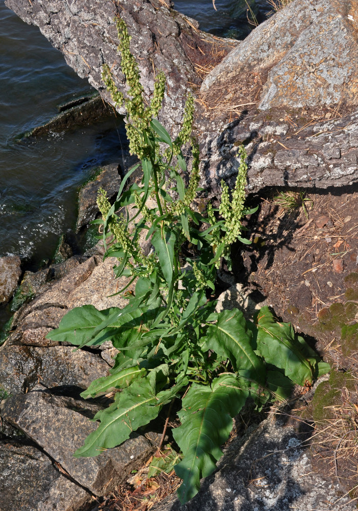 Image of Rumex aquaticus specimen.