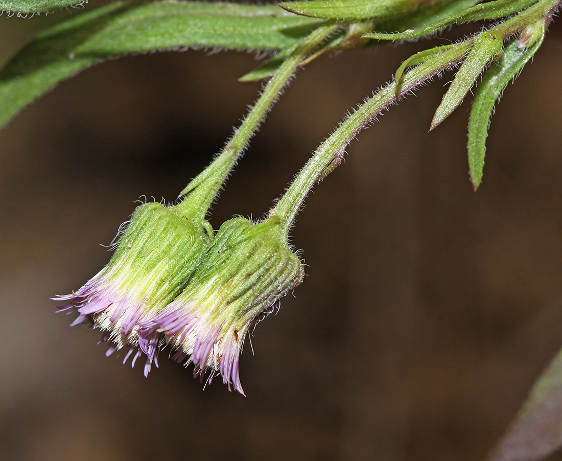 Image of Erigeron manshuricus specimen.