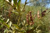 Glycyrrhiza glabra. Часть ветви с плодами. Краснодарский край, Анапское муниципальное образование, окр. станицы Благовещенская, берег Витязевского лимана, степь. 24.07.2020.