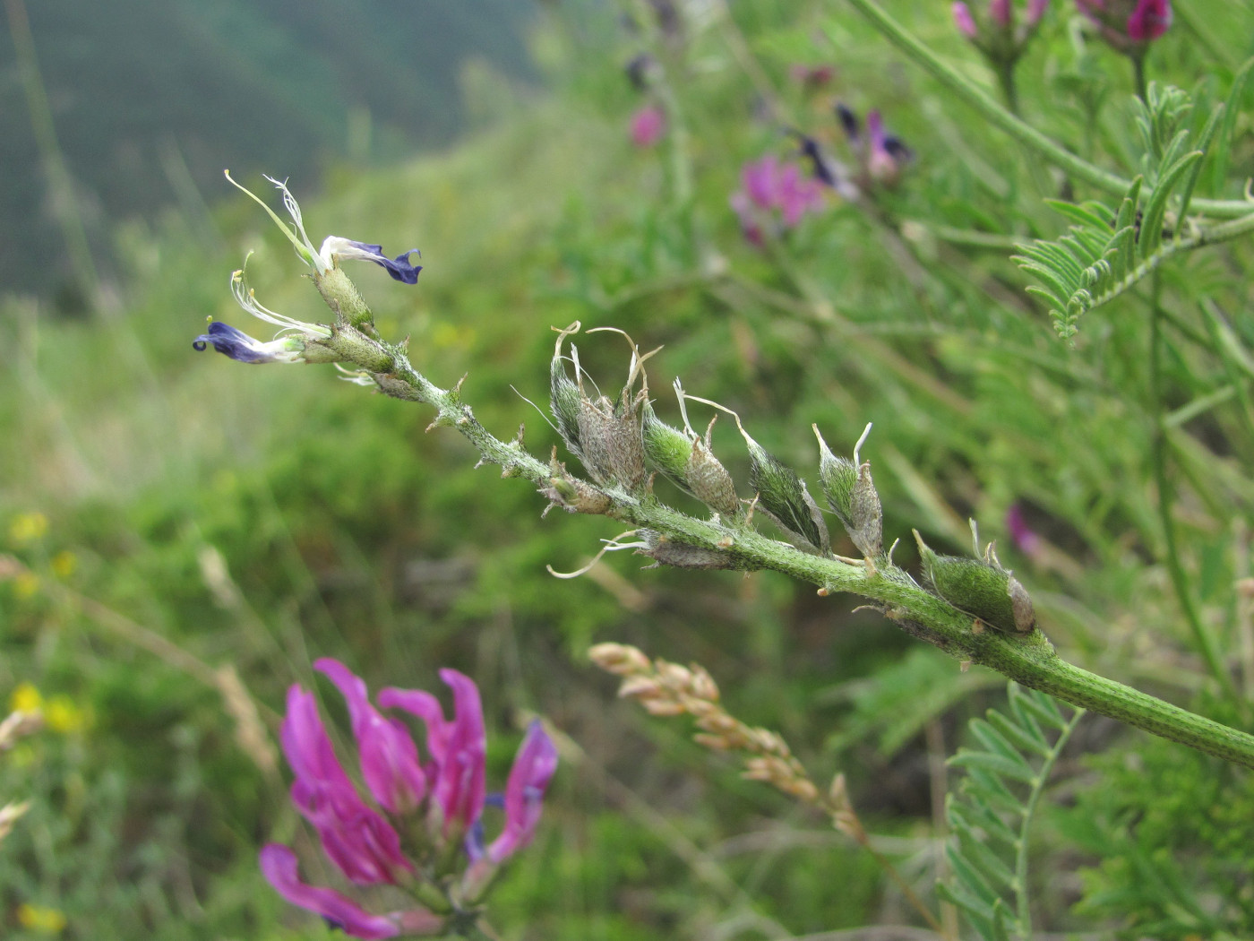 Image of Astragalus onobrychis specimen.