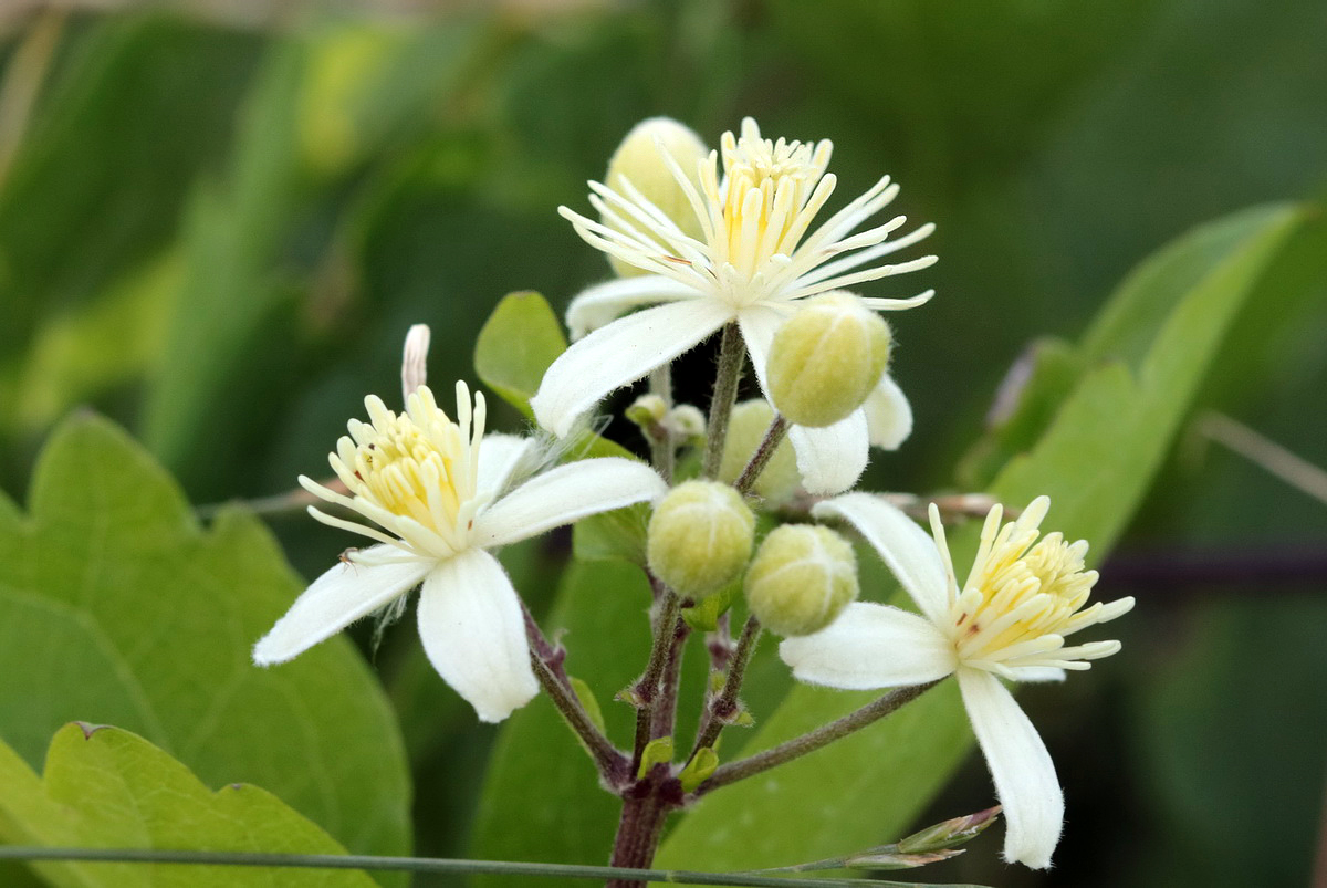 Image of Clematis vitalba specimen.