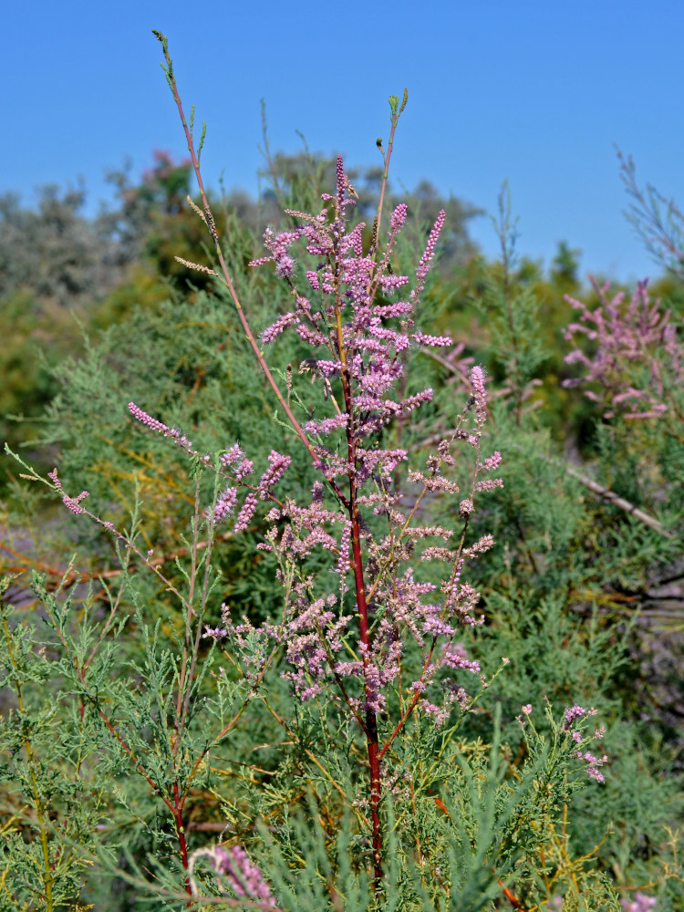 Image of genus Tamarix specimen.