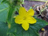 Cucumis sativus