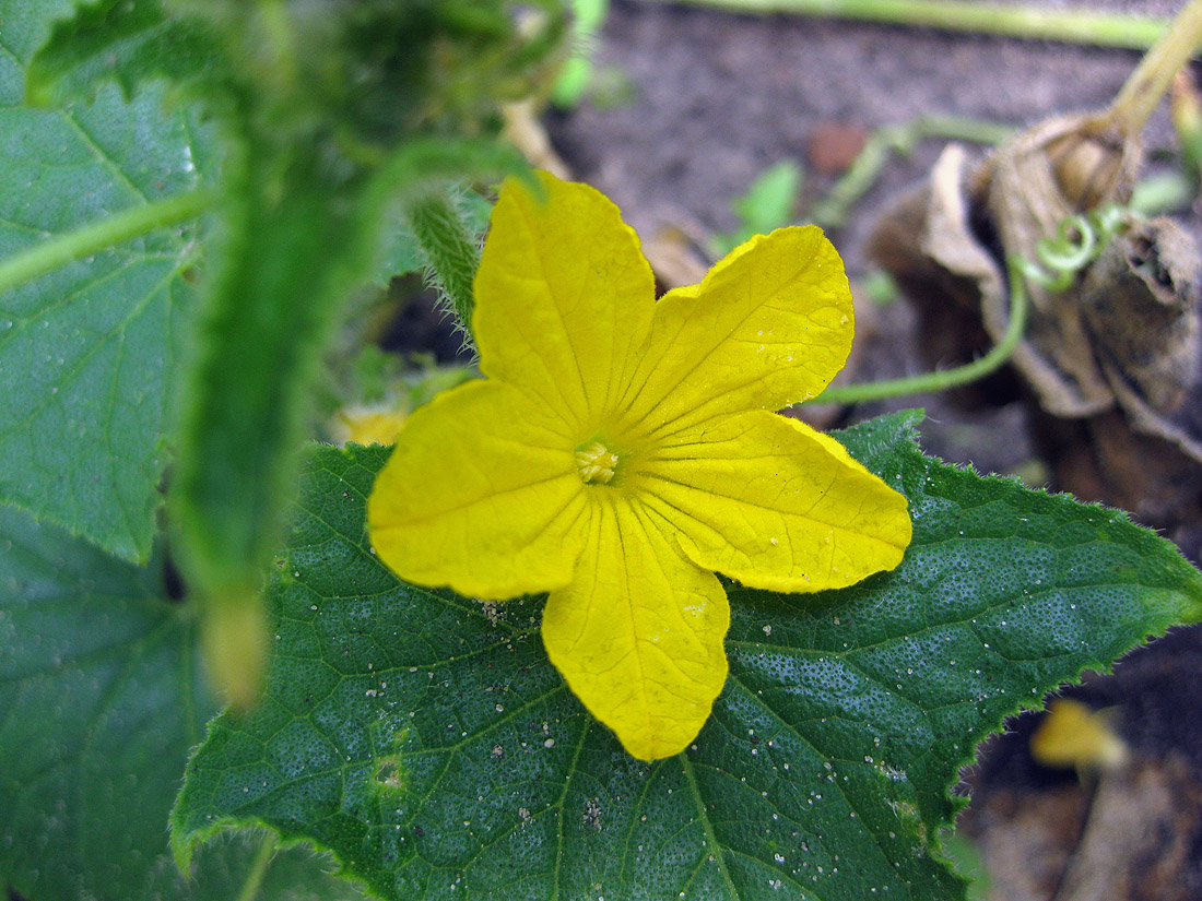 Изображение особи Cucumis sativus.