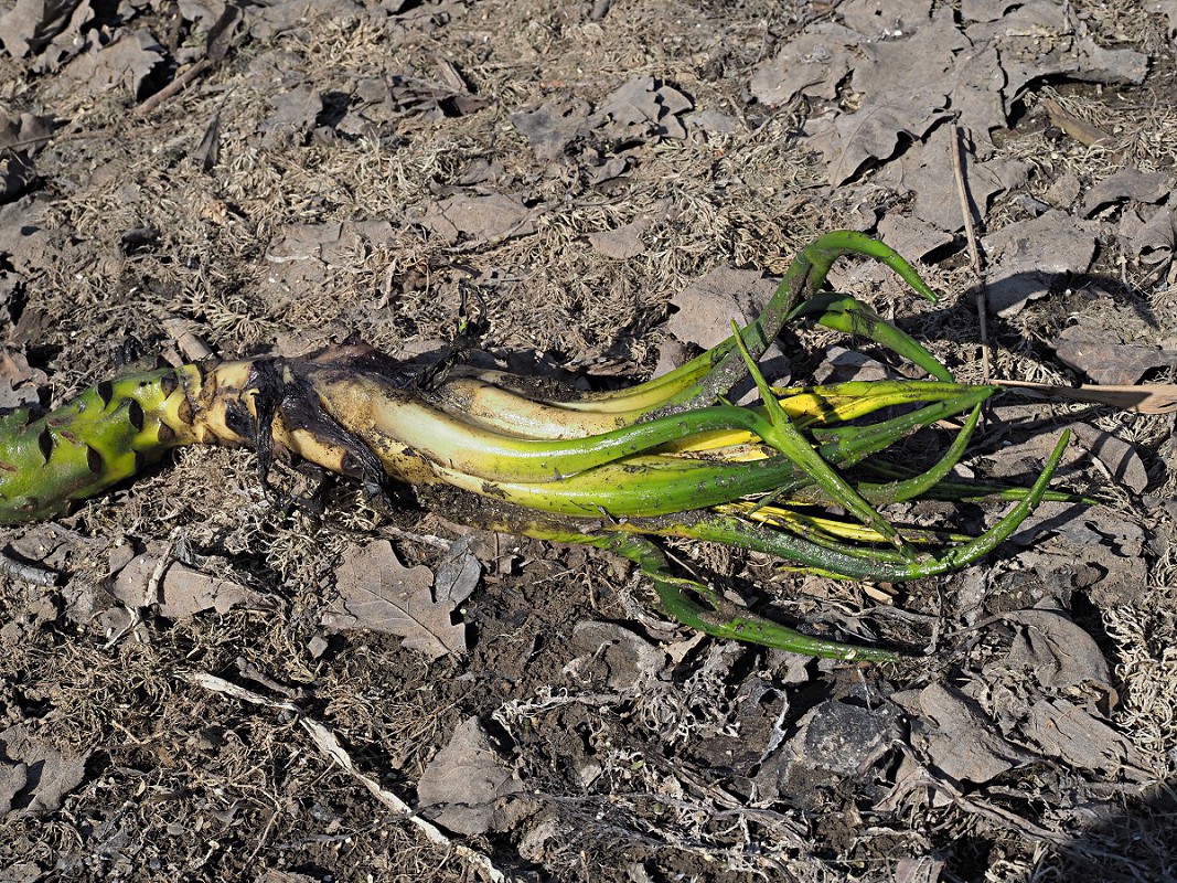 Image of Nuphar lutea specimen.