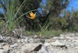 Tulipa australis. Цветущее растение. Краснодарский край, м/о г. Геленджик, окр. с. Кабардинка, отрожек в Трубецкой щели, скальное обнажение. 24.04.2021.