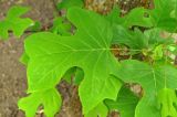 Liriodendron tulipifera