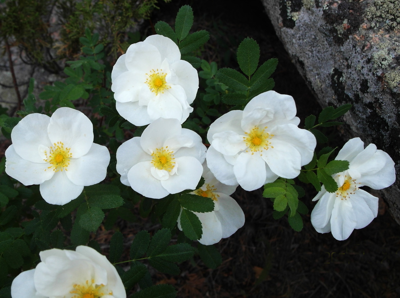 Image of Rosa spinosissima specimen.