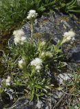 Antennaria dioica