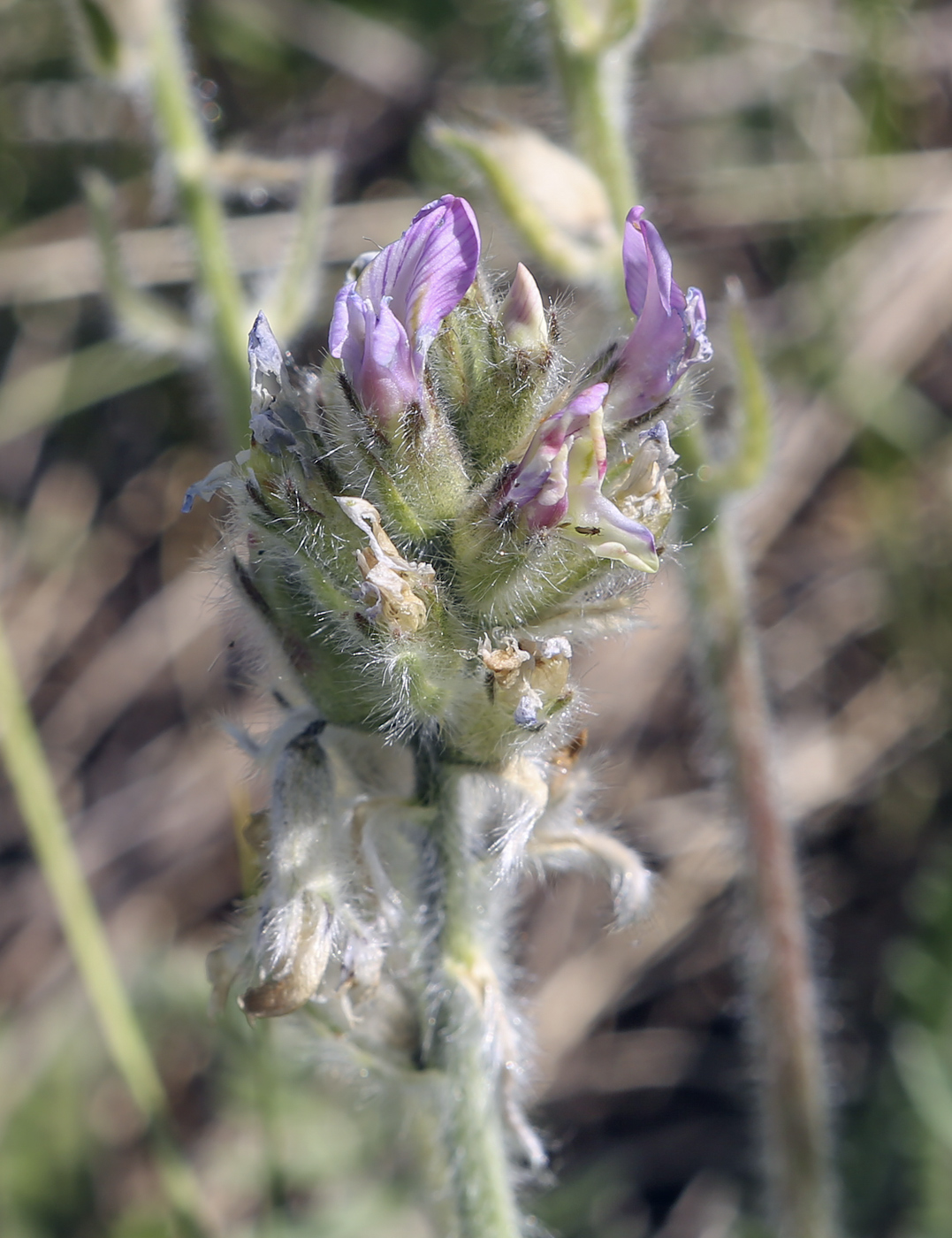 Изображение особи Oxytropis kungurensis.