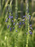 Veronica teucrium