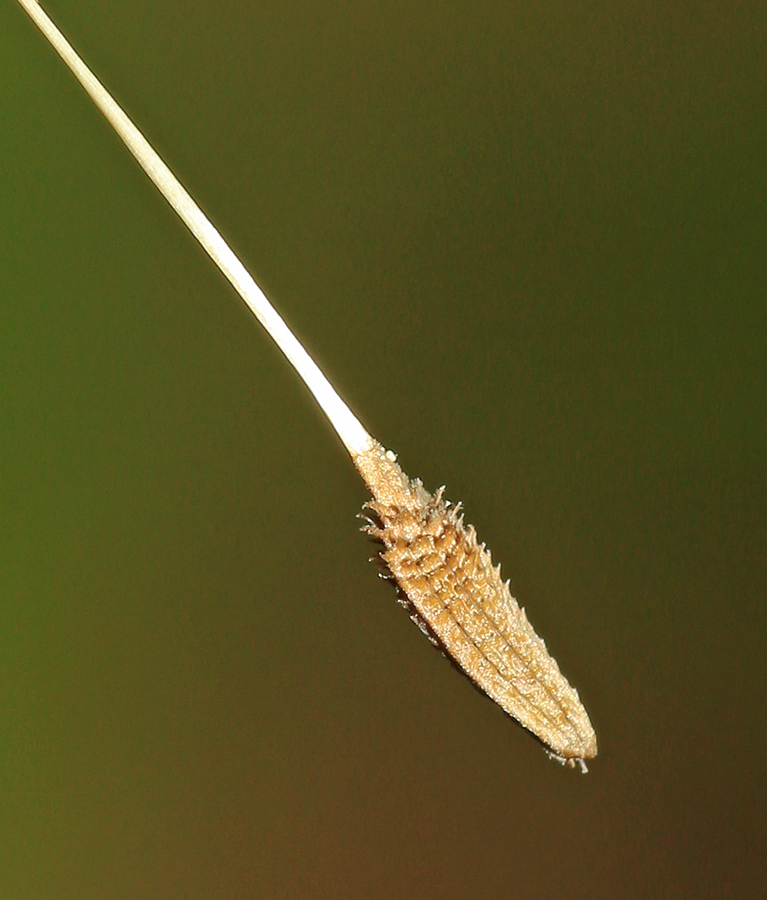 Image of Taraxacum mongolicum specimen.