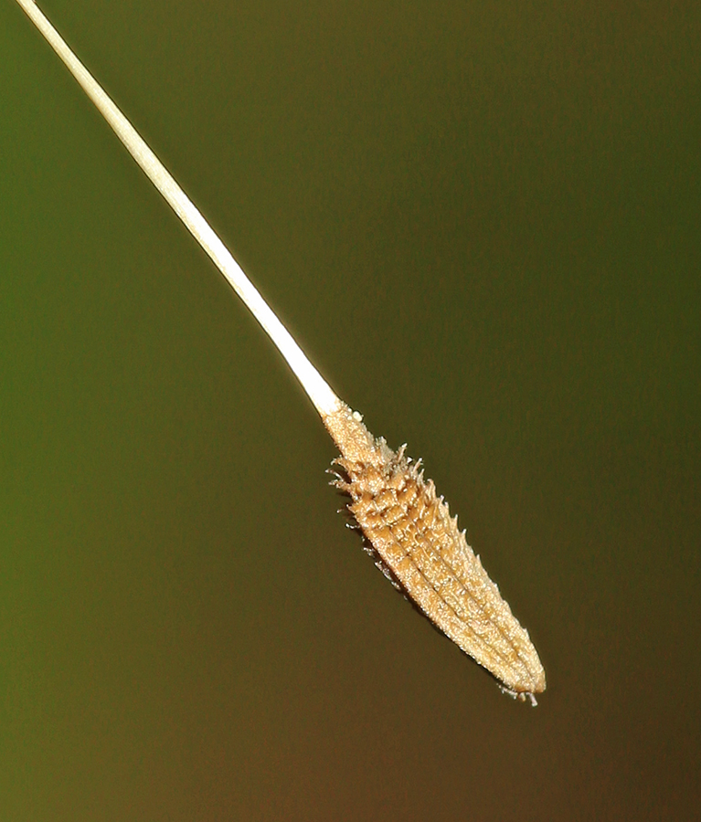 Изображение особи Taraxacum mongolicum.