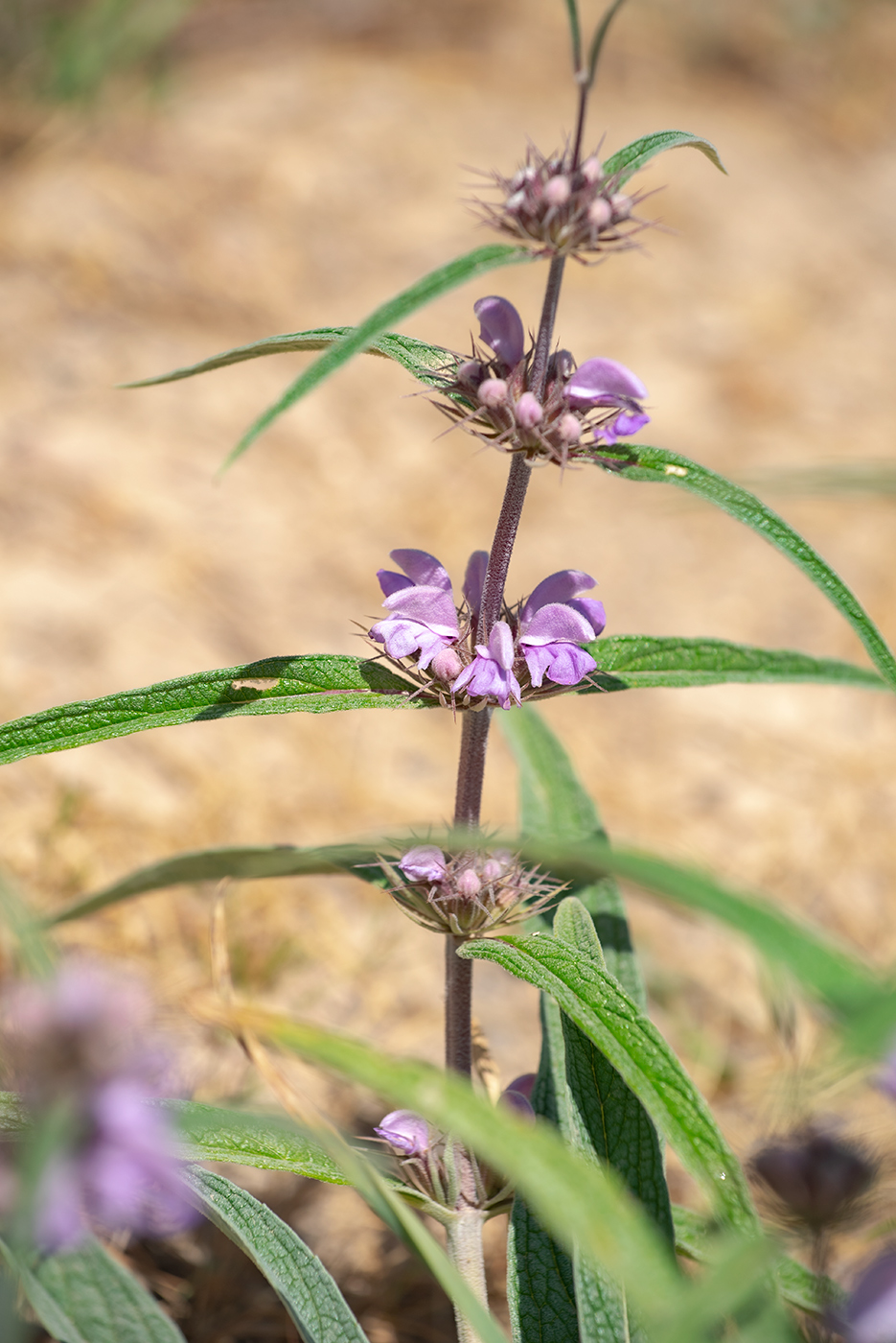 Image of Phlomis salicifolia specimen.