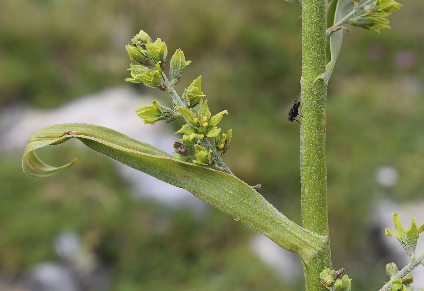 Image of Veratrum album specimen.