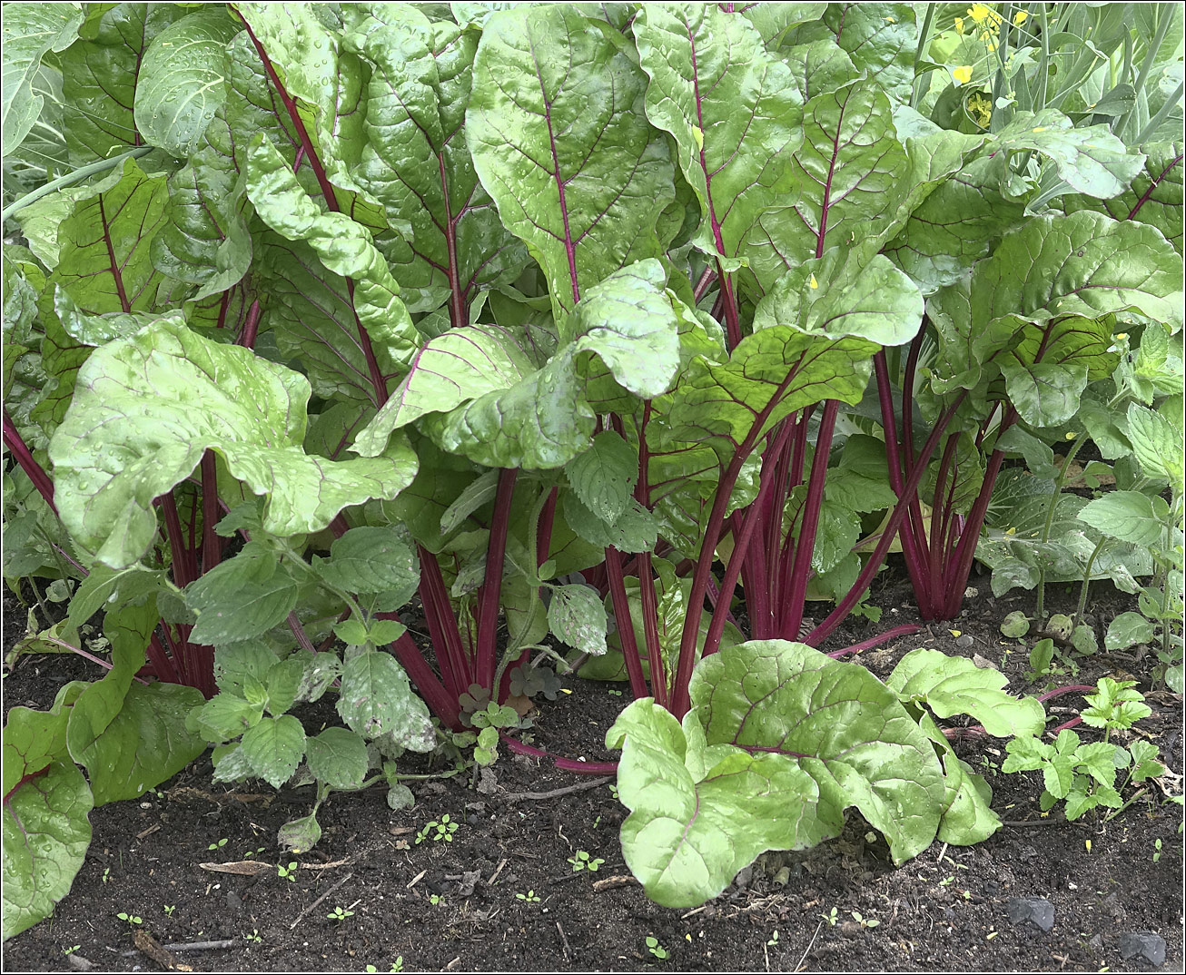 Image of Beta vulgaris specimen.