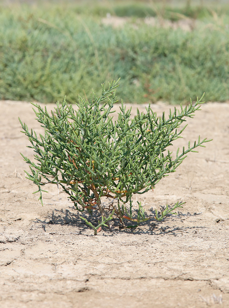 Image of Salicornia perennans individual.