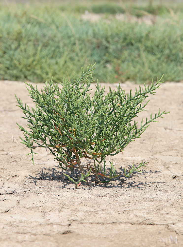 Изображение особи Salicornia perennans.