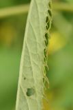 Senecio paludosus
