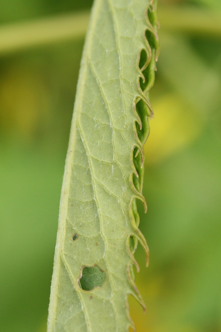 Image of Senecio paludosus specimen.